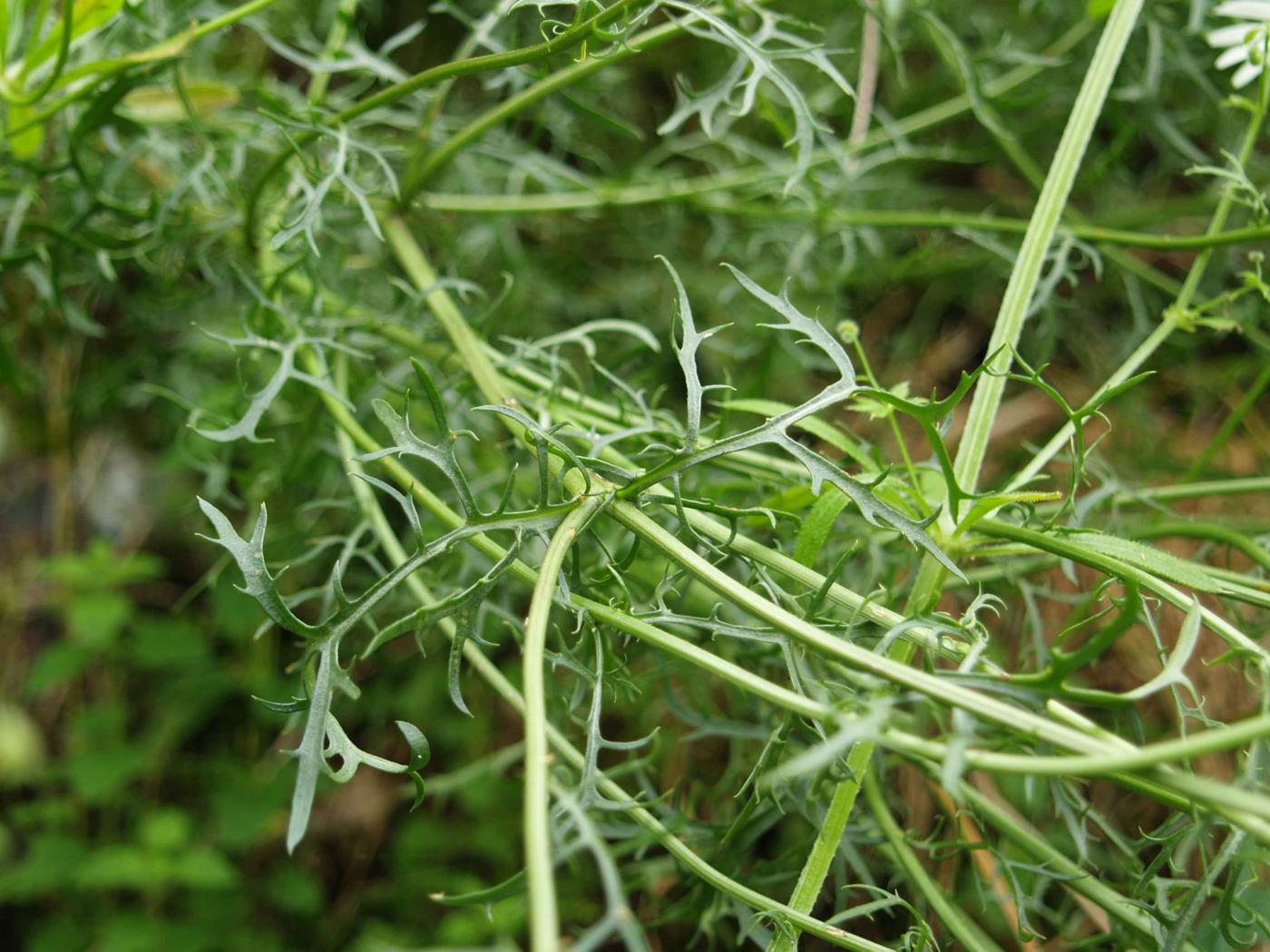 Daisy, Montpellier leaf